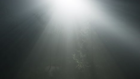 misty spring morning in pine tree forest