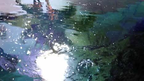 reflejo de la palma 02