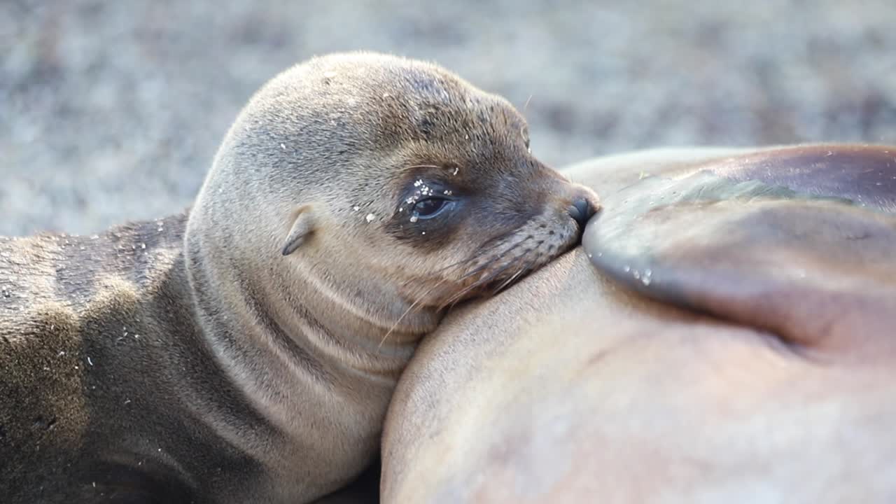 Sea lion pup suckling on mother's nipple in the Galapagos Islands, Ecuador