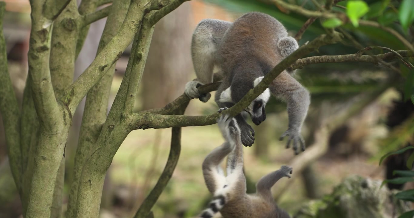 Lemuri dalla coda ad anelli giovani e adulti che si arrampicano e giocano tra i rami degli alberi nella natura lussureggiante al Jeju Flower Bird Park Hwajoowon in Corea del Sud.