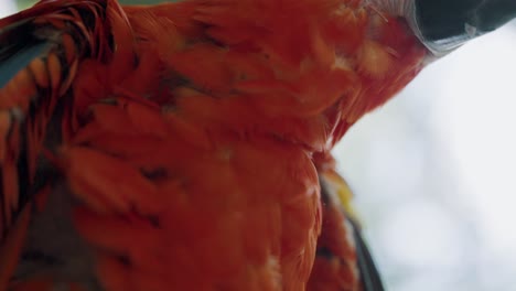 macro shot of beautiful red scarlet macaw feathers in slow-motion