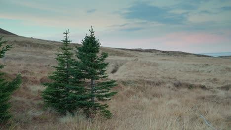 Spruce-trees-in-the-countryside-with-a-beautiful-background