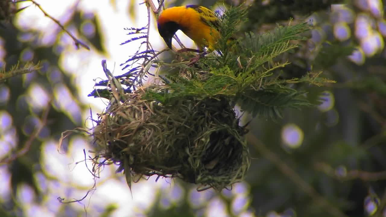 둥지 꼭대기에 앉은 새가 몇 가지 사소한 조정을 합니다.