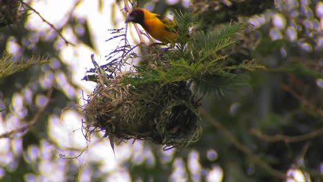 Un-Pájaro-Posado-En-Lo-Alto-De-Su-Nido-Hace-Algunos-Ajustes-Menores