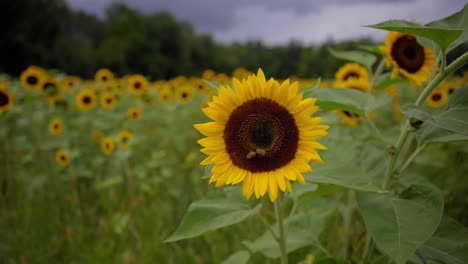 Close-up,-slow-motion-shot-of-a-sunflower-in-a-sunflower-farm-with-four-bees-extracting-pollen