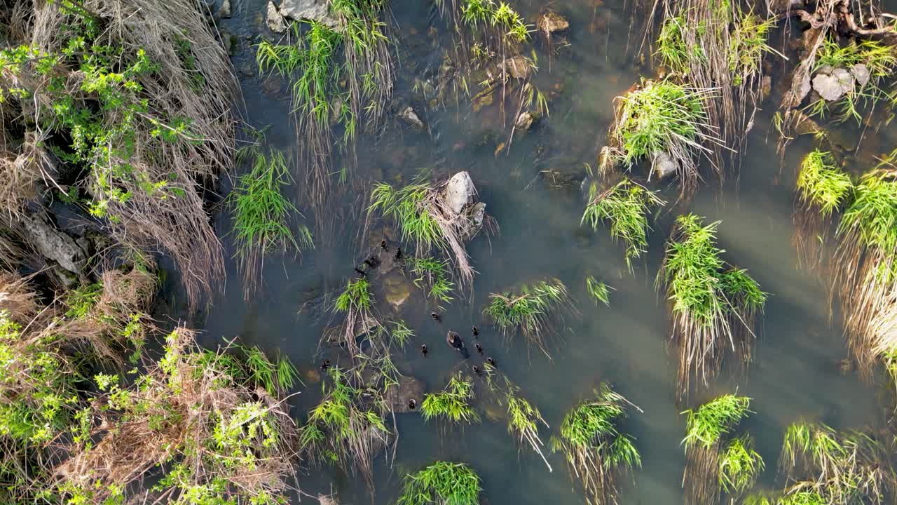 식물성 습지 풀에서 상승하는 머건서 오리 새끼의 위에서 아래로