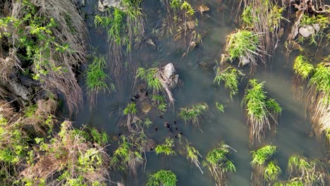 aerial topdown of merganser ducklings swimming upsteam in vegetated wetland grass