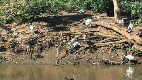 1080 isla de ibis blanco con pájaros alrededor cerca de un lago marrón en un día soleado