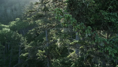 Light-filters-through-the-trees-in-the-Redwood-forests-of-California