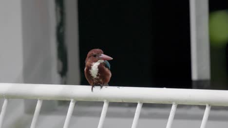 Front Portrait Of White-throated Kingfisher Bird Sitting On White Railing Outdoors. closeup, wide shot