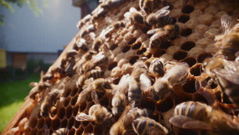 las abejas llenando las células de los panales de miel con miel.
