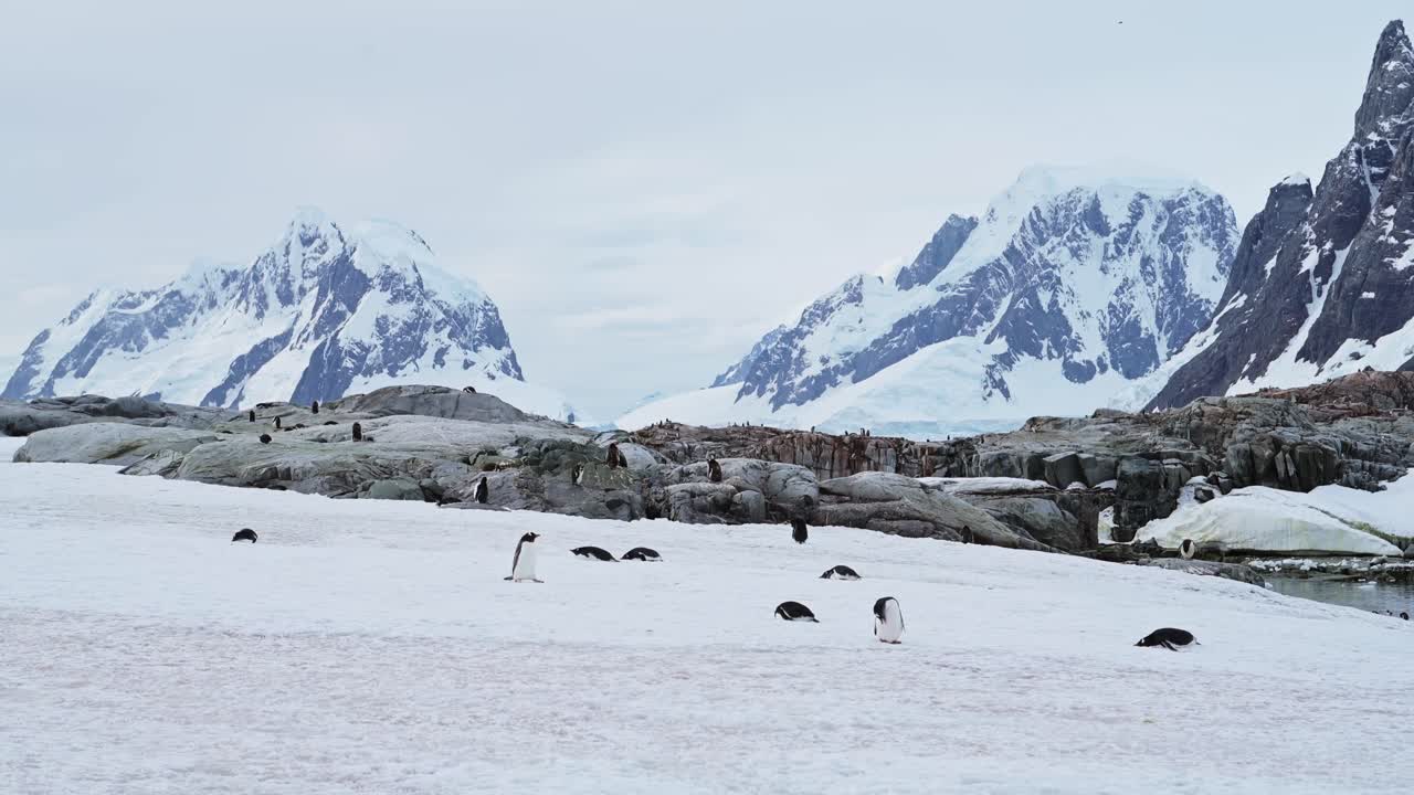 Pinguini nel paesaggio nevoso antartico