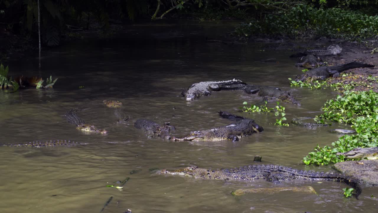 cocodrilos en aguas fangosas, granjas de cocodrilas en indonesia - toma amplia