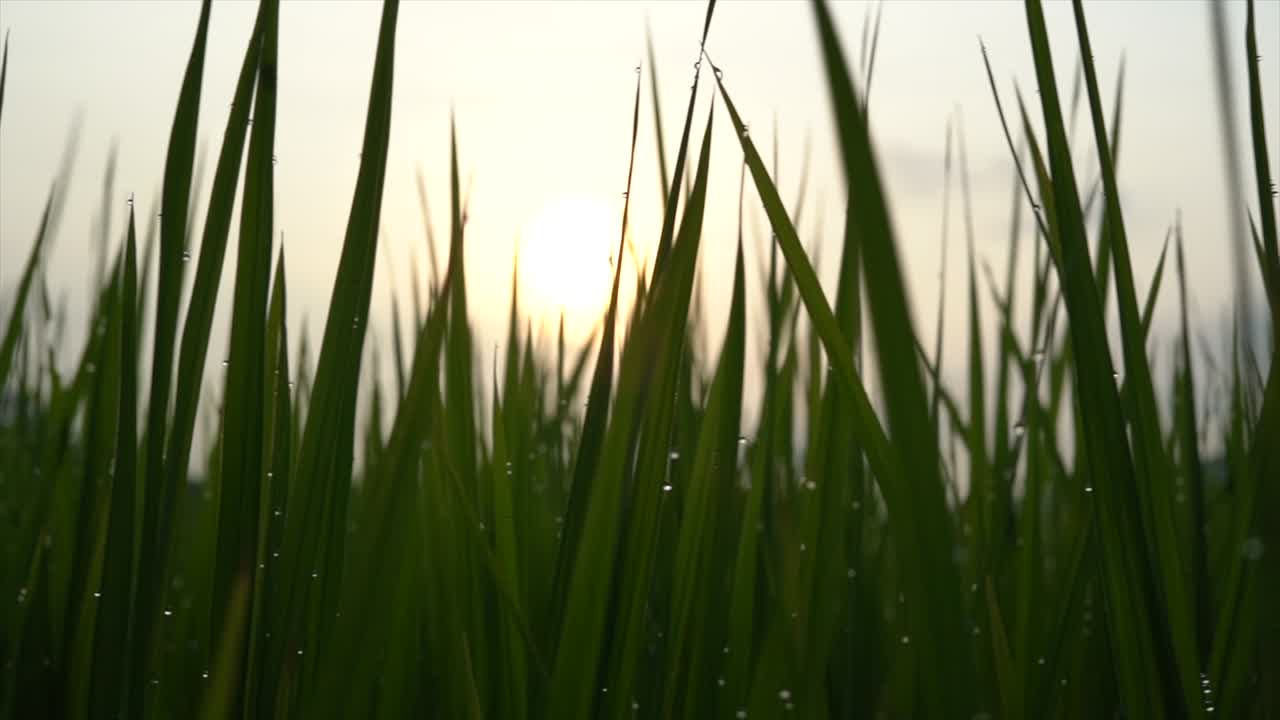 la hierba verde de la mañana con la luz del sol