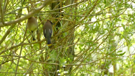 Zwei-Seidenschwanzvögel-Aus-Zedernholz,-Die-Von-Weidenzweigen-Aus-Fliegen