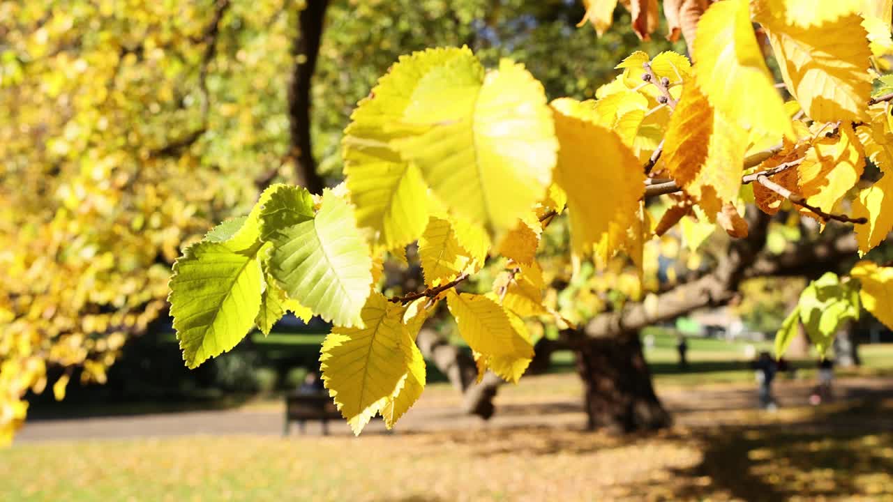 멜버른의 플래그스타프 정원에서 흔들리는 노란 잎