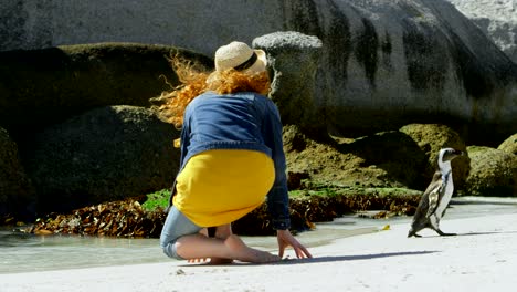 woman looking at penguin in the beach 4k