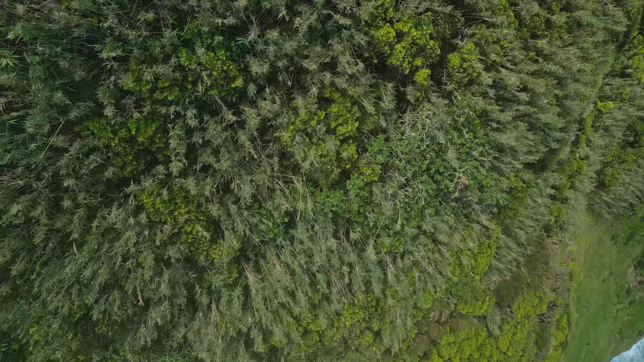 la exuberante costa verde se encuentra con la costa rocosa y las olas del océano desde una alta vista aérea