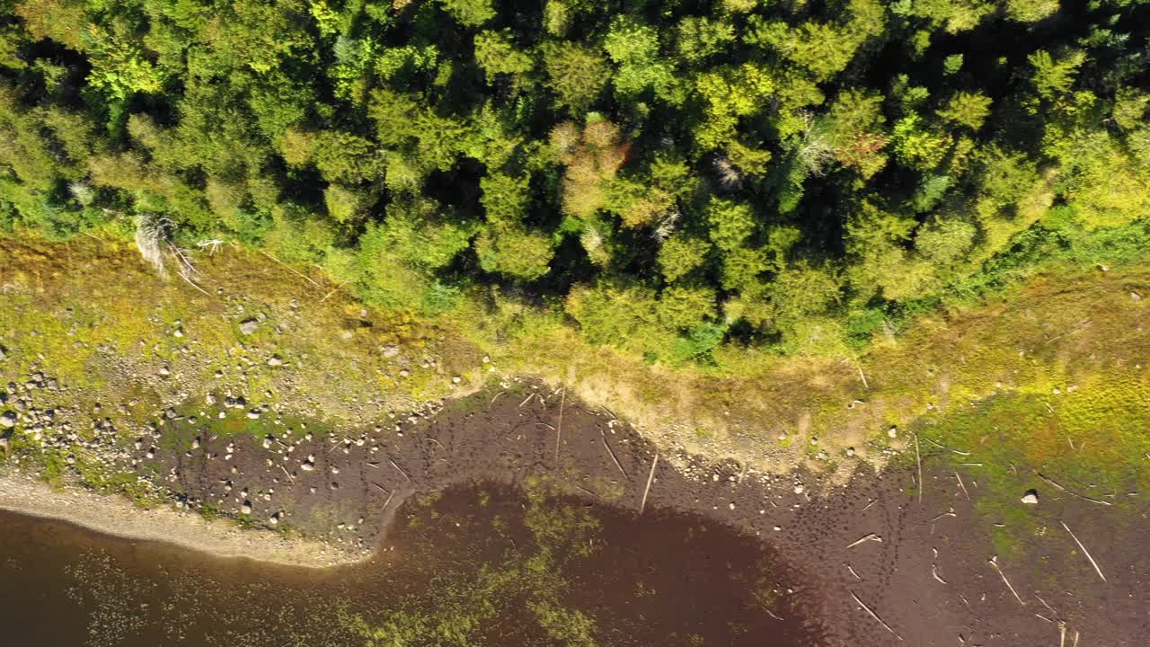 imágenes aéreas tempranas de otoño de un lago remoto en el norte de maine deslizándose a lo largo de la costa cubierta de hierba de arriba hacia abajo