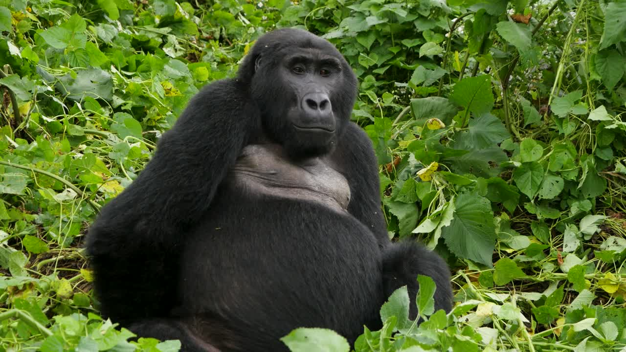 un primer plano, 4k gimbal de un gorila de montaña de espalda plateada en peligro de extinción, que vive entre su hábitat natural de la selva, bwindi impenetrable bosque parque nacional de uganda, áfrica
