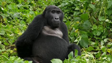 a close-up, 4k gimbal shot of an endangered silverback mountain gorilla, living among their natural jungle habitat, bwindi impenetrable forest national park of uganda, africa