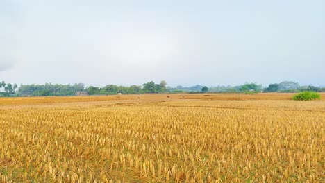 panning shot of harvested rice paddy field with dry brown stalks