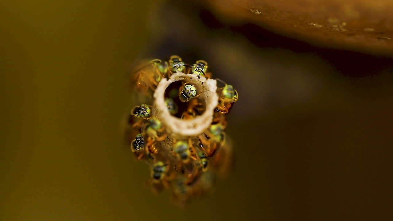 abeja jatai brasileña de la especie tetragonisca angustula