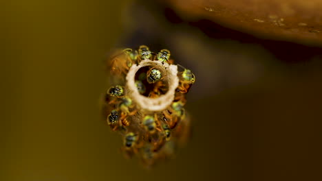 Brazilian-Jatai-Bee-of-the-species-Tetragonisca-angustula
