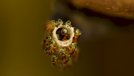 brazilian jatai bee of the species tetragonisca angustula