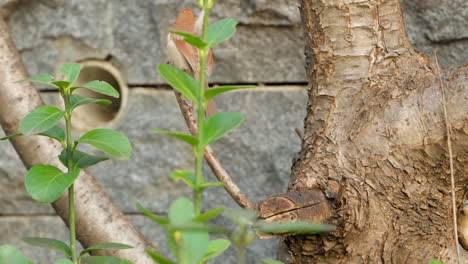 vinous-throated parrotbill bird jumps on tree