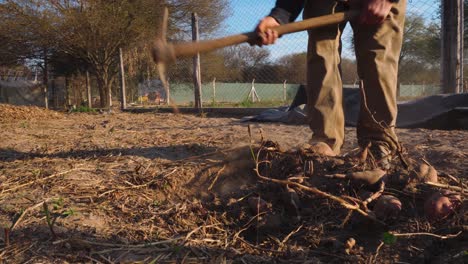 man digging with a shovel in the ground to extract sweet potatoes in an organic garden