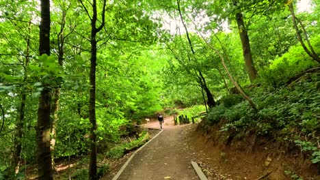 un paseo panorámico a través de un camino de bosque verde y exuberante