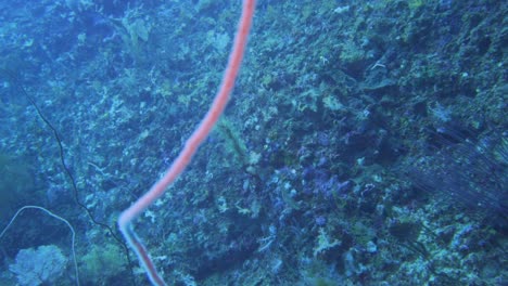 a pink spiral soft coral sticking out from a coral wall