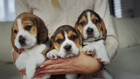 Der-Besitzer-Hält-Drei-Süße-Kleine-Beagle-Welpen.-Reinrassiger-Hundezüchter
