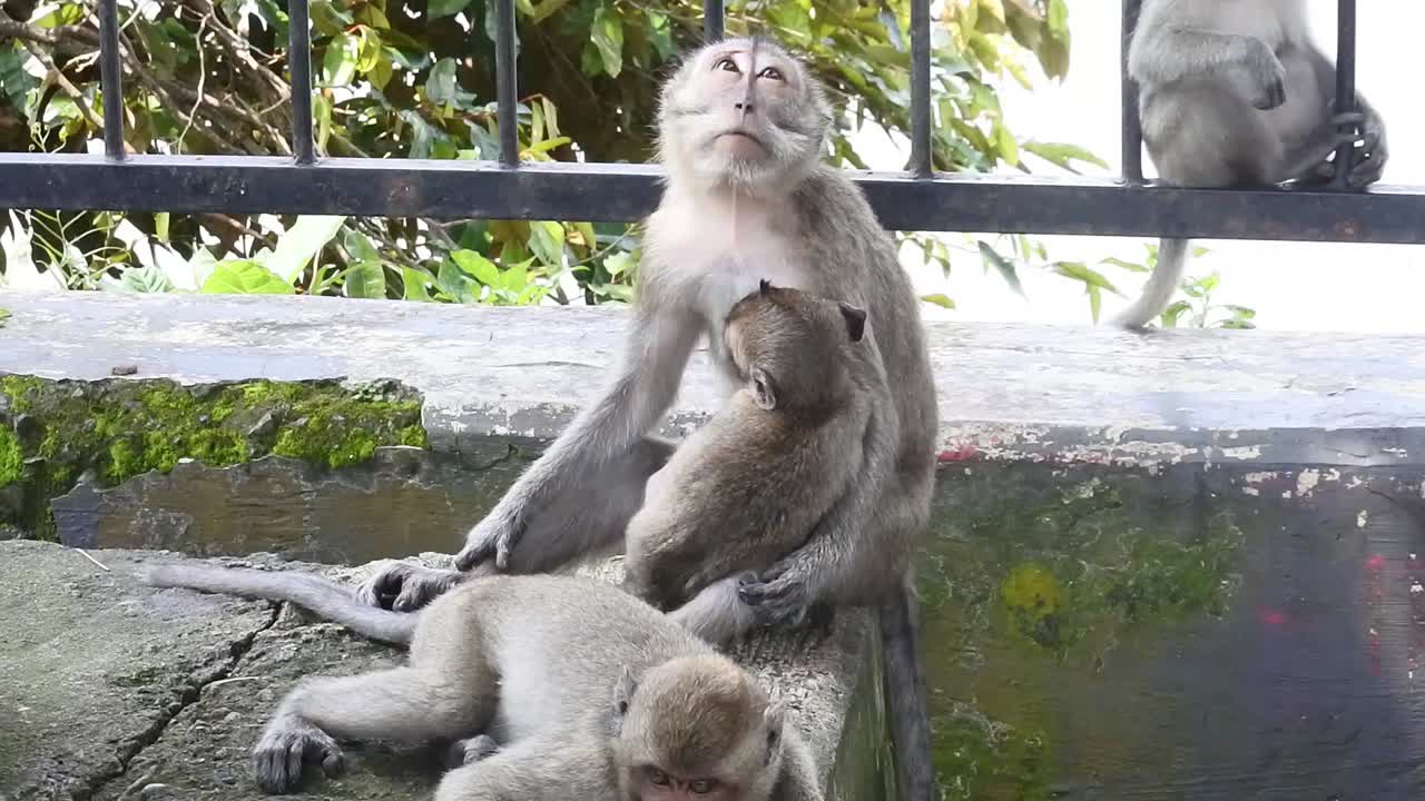una familia de monos se sienta en una valla observando a los turistas mientras se dirigen a la cueva de kreo, semarang, indonesia