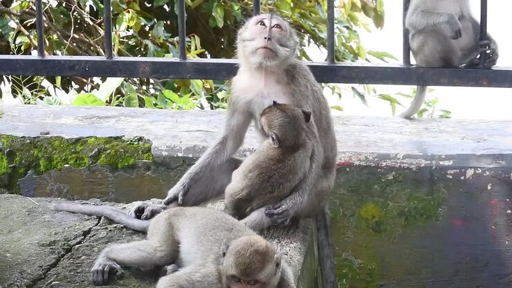 A family of monkeys sits on a fence watching tourists as they make their way to Kreo Cave, Semarang, Indonesia
