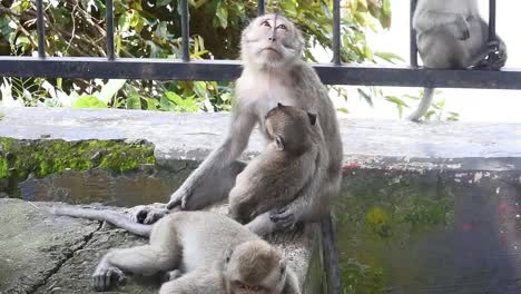 A-family-of-monkeys-sits-on-a-fence-watching-tourists-as-they-make-their-way-to-Kreo-Cave,-Semarang,-Indonesia