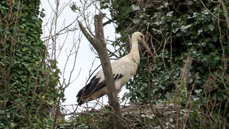 storks nest between two large trees, in the lower mondego fields