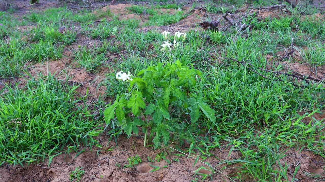 planta de cnidoscolus texanus con flores y flores