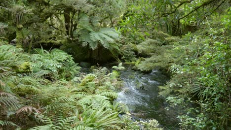 a captivating scene unfolds as a pristine river gracefully winds its way through the lush, enchanting forest, offering a mesmerizing glimpse into the heart of nature's untouched beauty