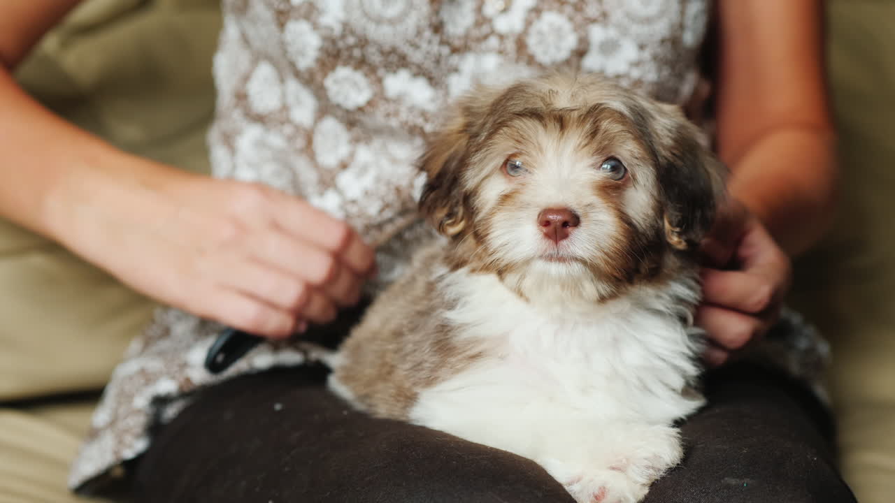 여자 신랑 강아지의 모피