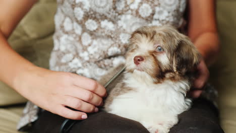 woman grooms puppy's fur