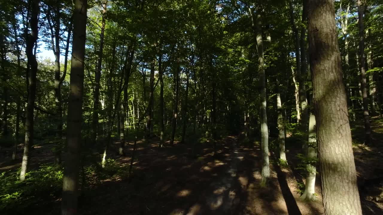 Lento volo aereo attraverso un bosco ombreggiato