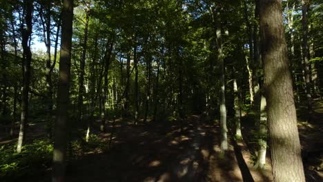 slow aerial flying through shaded forest woodland