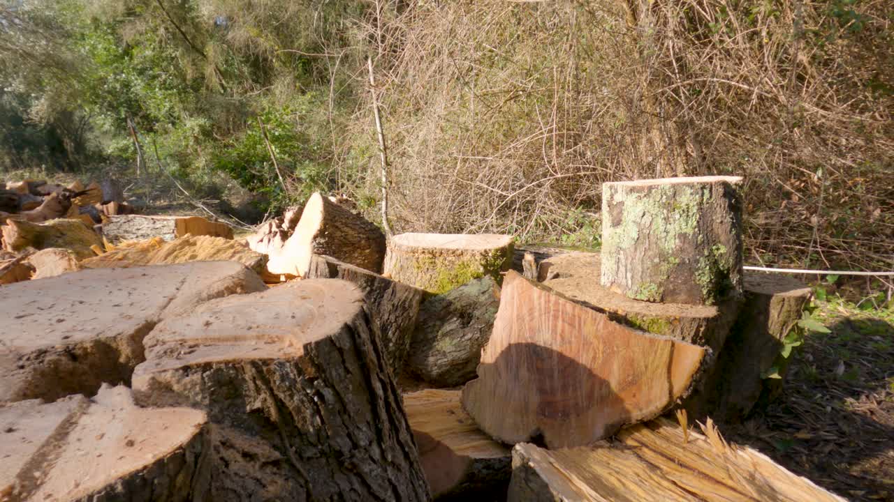 Tung, gul flækøkse, der hviler på en stak hakkede brænde-stammer på en solrig lysning i skoven med natur-baggrund på Korfu, Grækenland