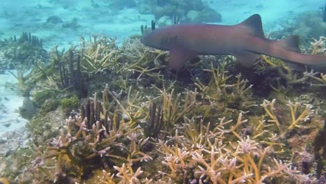 A-nurse-shark-swims-along-the-sea-bed-of-the-tropical-waters-off-Hol-Chan-Marine-Reserve,-San-Pedro,-Belize