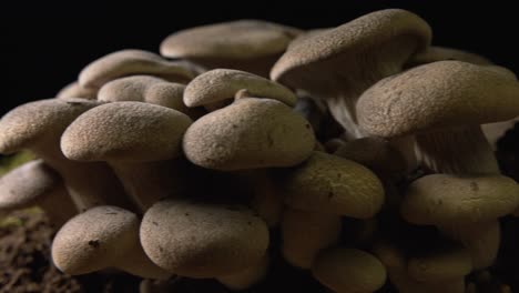 pan de izquierda a derecha cerca de un gran grupo de hongos cardoncelli de cosecha propia marrones sobre fondo negro