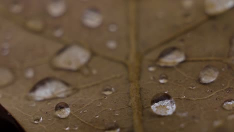 macro close up of brown orange fall leaves with round rain droplets on them