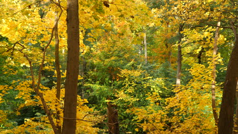 Tief-Im-Herbstwald