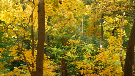 En-Lo-Profundo-Del-Bosque-De-Otoño